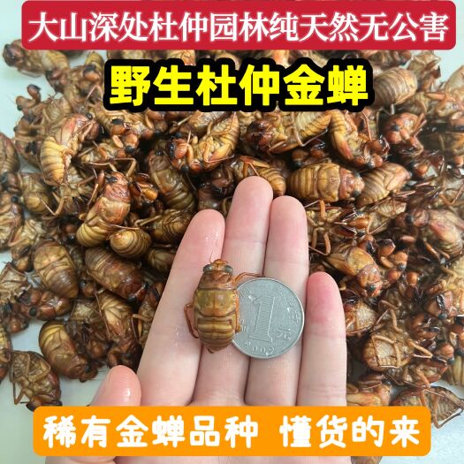 灵宝市2024新鲜杜仲知了猴金蝉河南特产
