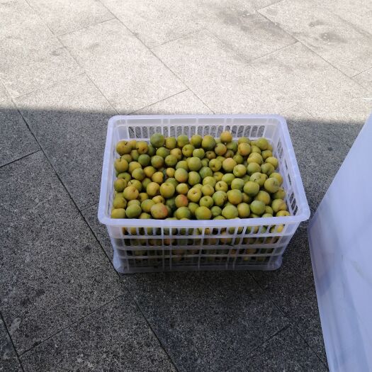 桐梓县青脆李