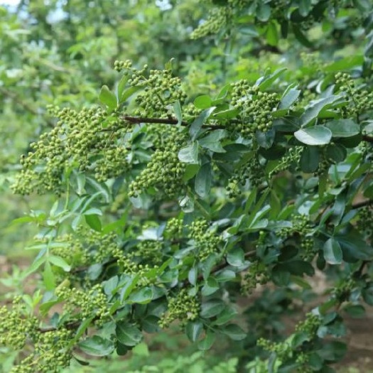 枝江市自家青花椒/干花椒 九月青
