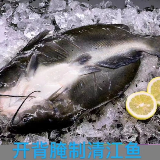 深圳叉尾鱼