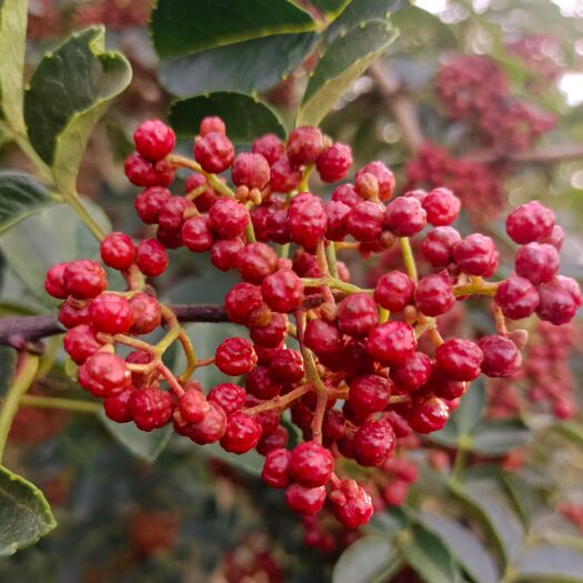 大凉山红花椒大量上市 鲜货  干货都可以大量供货  欢迎咨询