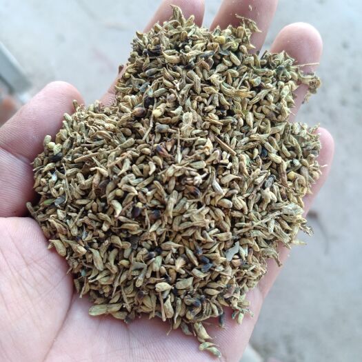 麻城市槐米，黄槐含量高