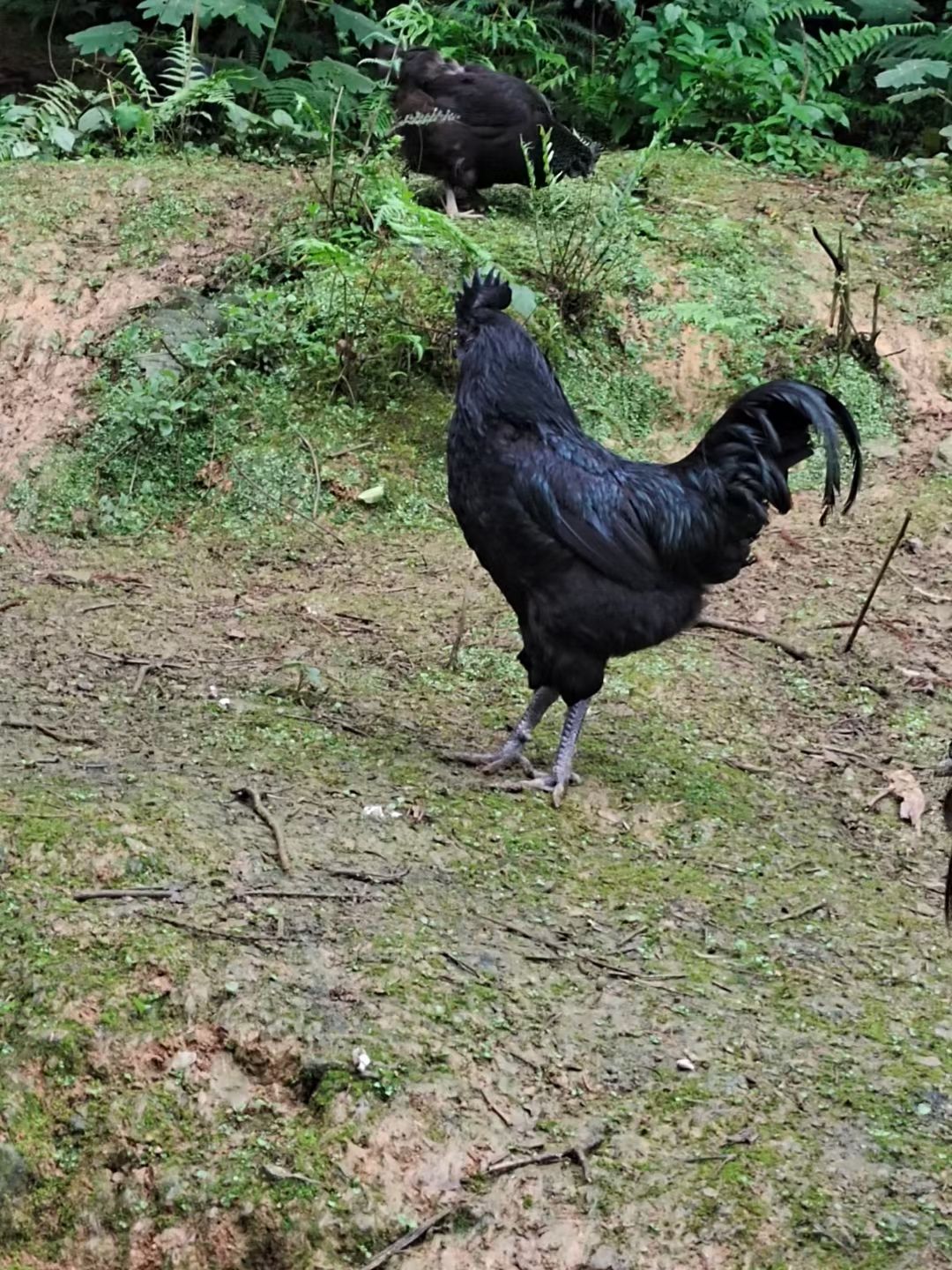 盐津乌鸡苗，厂家直销，提供技术支持，天下乌鸡王，盐津黑凤凰，