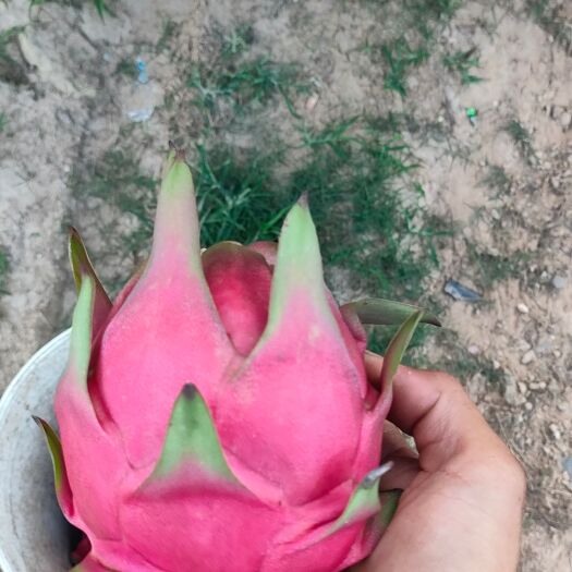 长沙红心火龙果