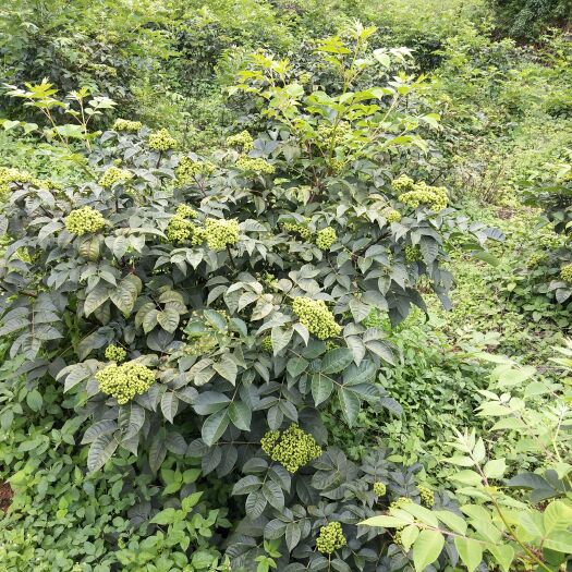 马关县吴茱萸