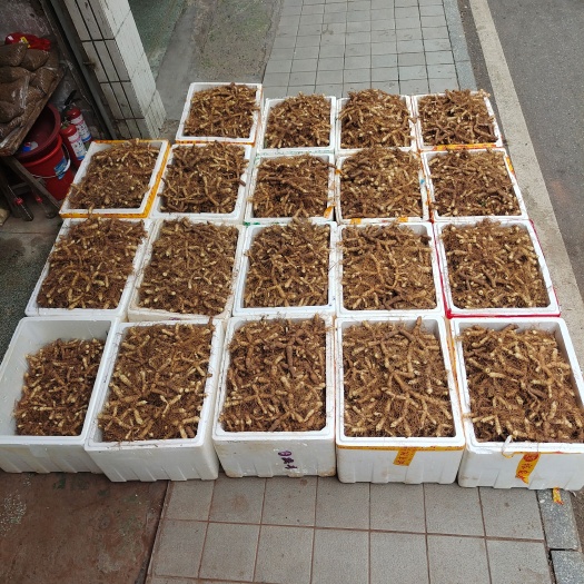 连州市连州粤鲜玉竹