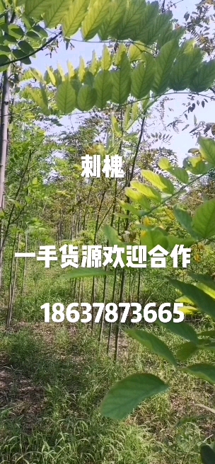哥弟苗木基地