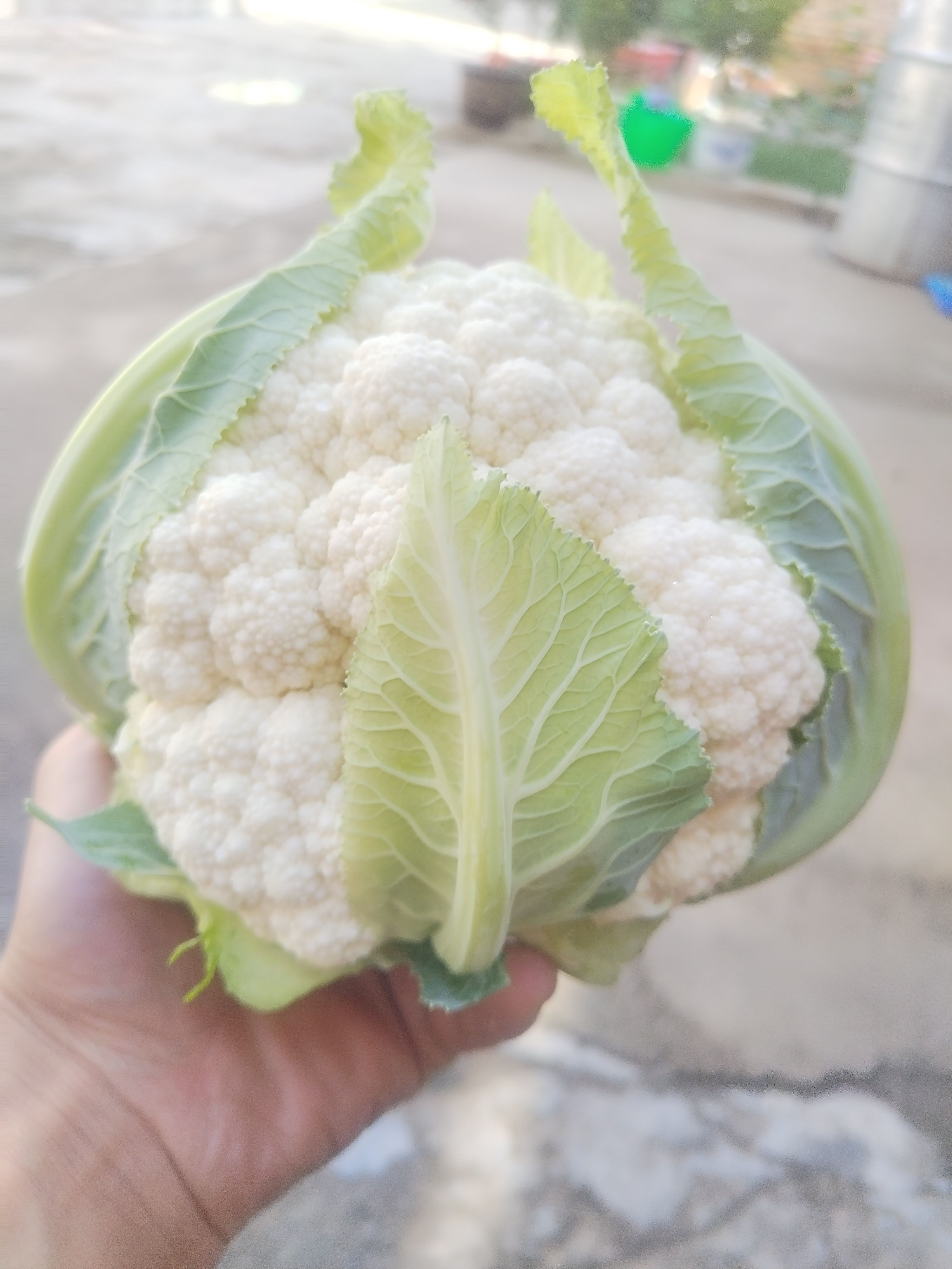 （诚信经营）白菜花