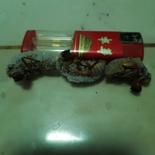 灵宝市杜仲园小金蝉