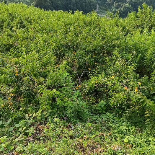 慈利县黄桃，8月底