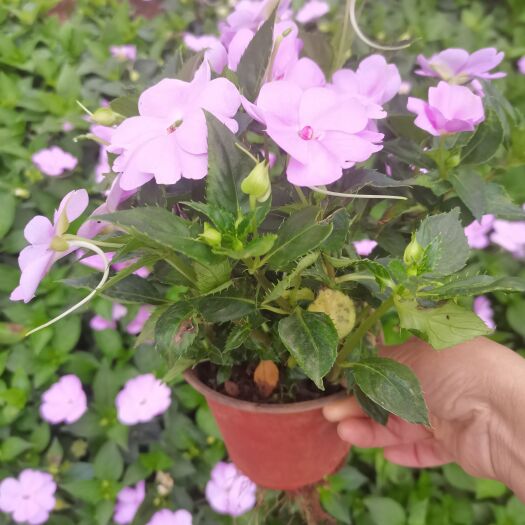 宜良县凤仙，桑蓓斯凤仙，云南凤仙花种植一手货源