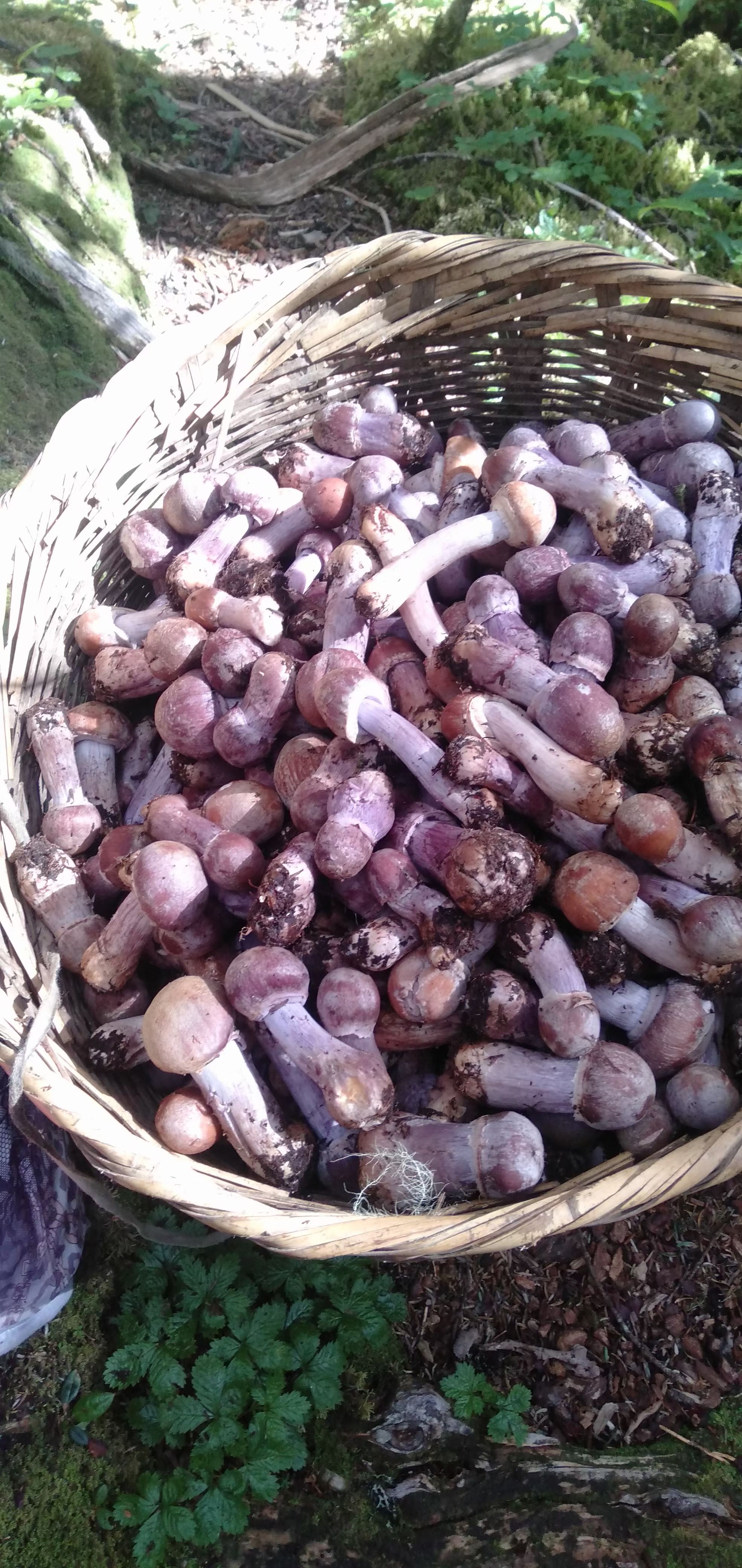 香格里拉市高山菌，生长在海拔4000多米原始森林的地方，季节性产品，