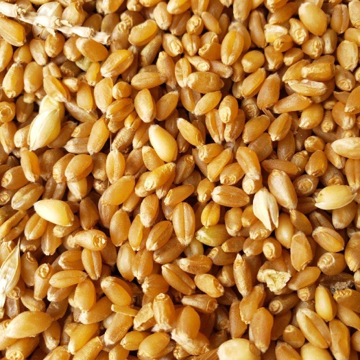 干小麦颗粒