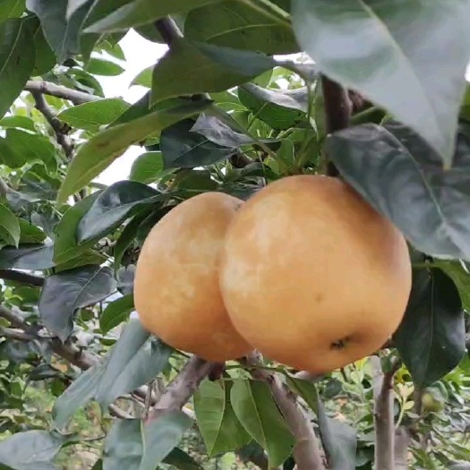 灌阳县精品套袋金黄色翠冠梨