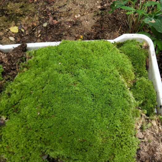 城固县青苔 白发藓