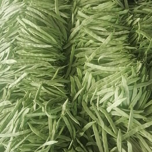 應(yīng)縣大扁架豆王小金豆白王青椒牛角白不老