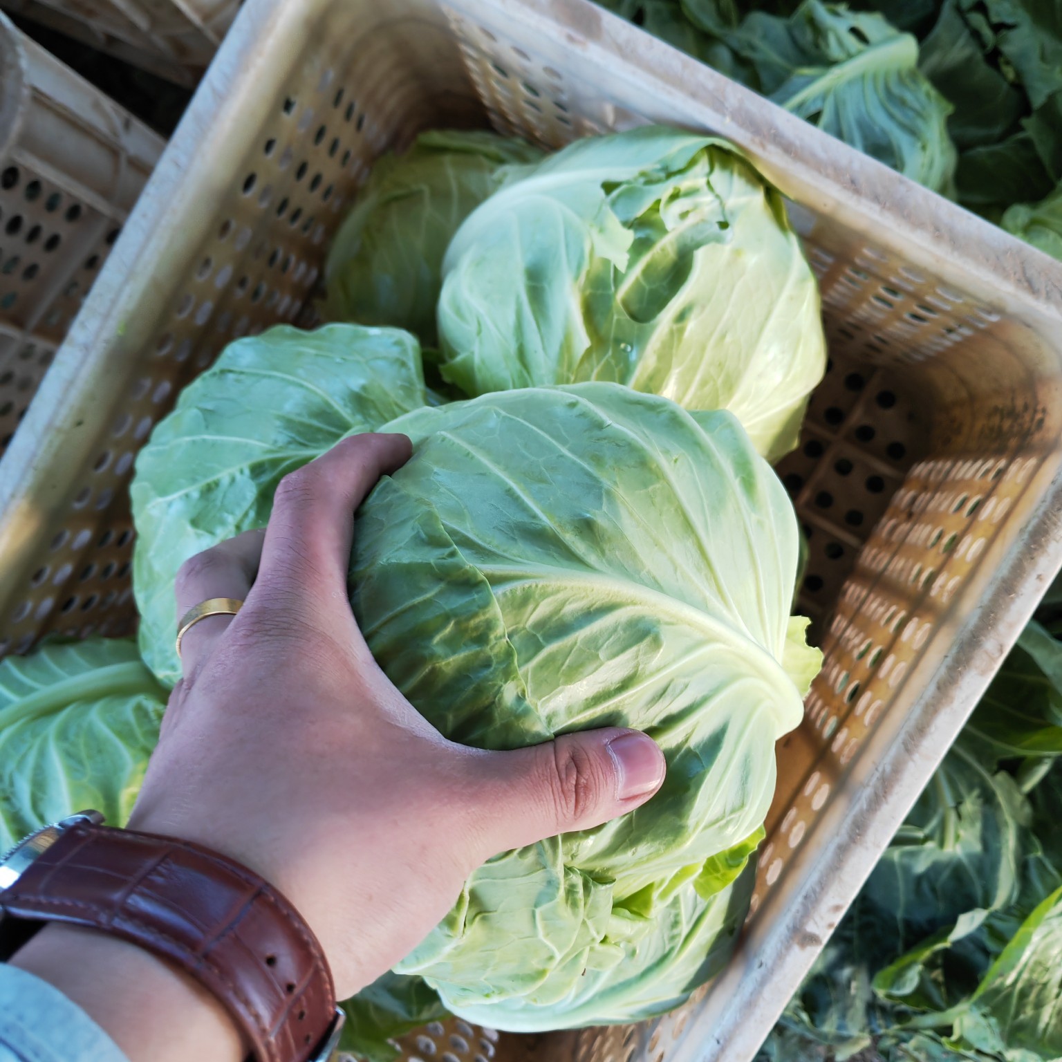 特别宣的甘蓝便宜