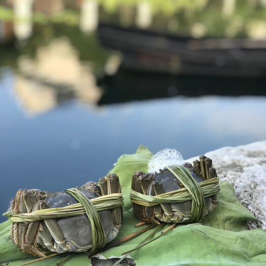 苏州正宗苏州东山大闸蟹大螃蟹批发4公3母8只装礼盒装现抓现发