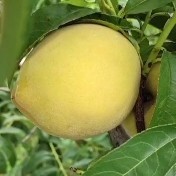 平邑县加工用黄桃