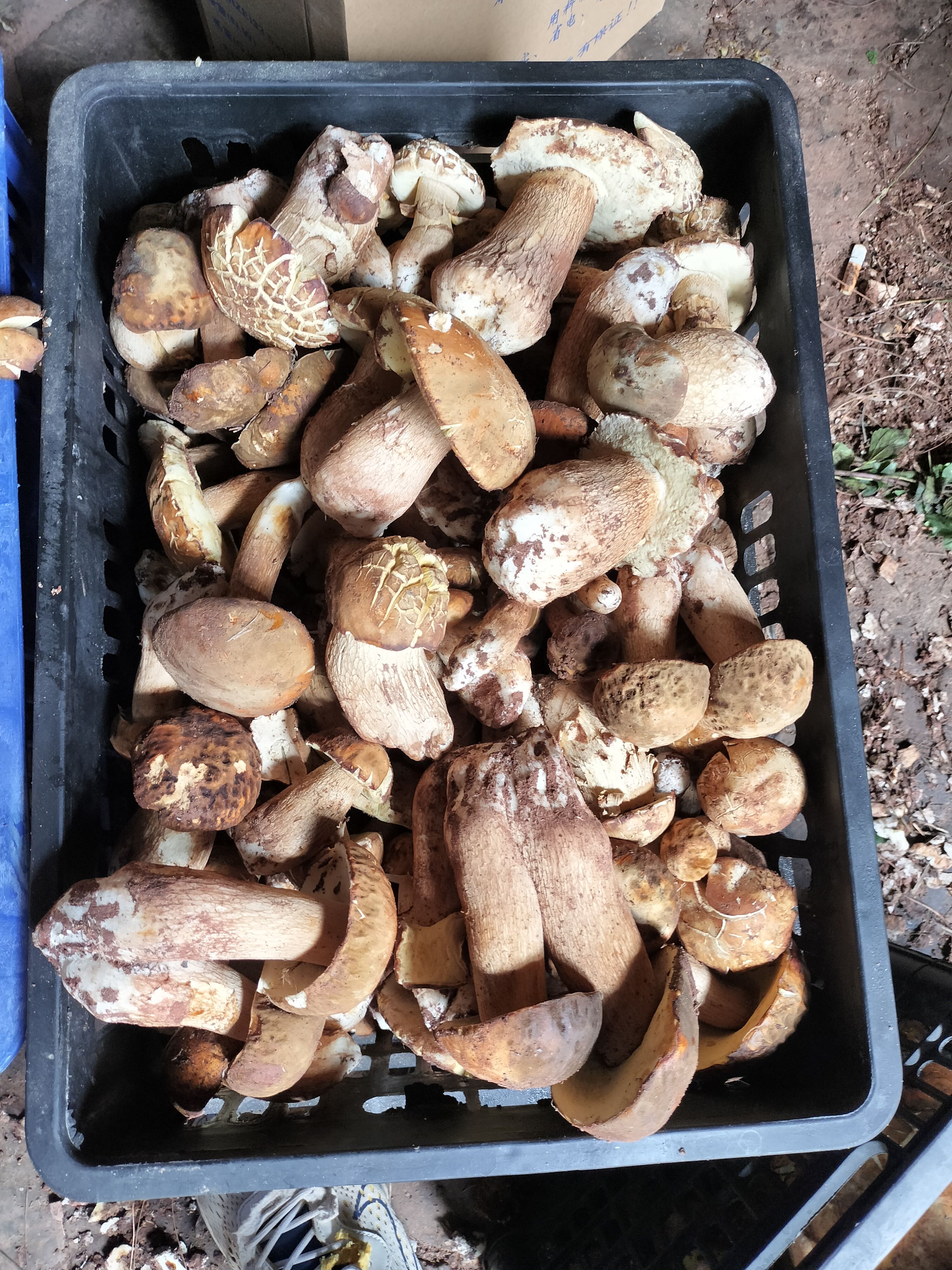 新鲜美味牛肝菌