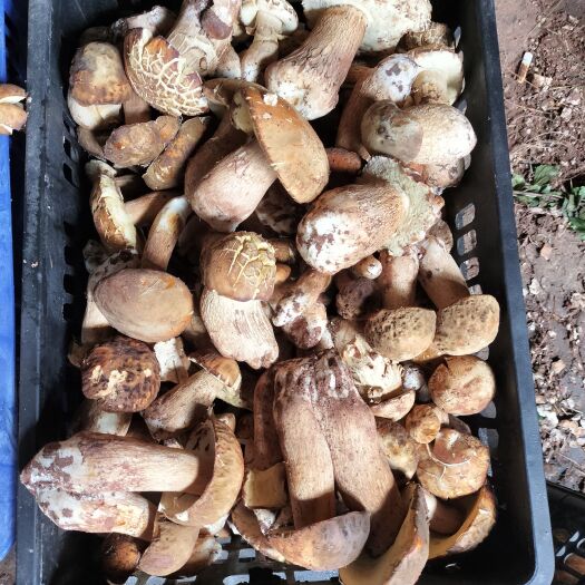 永平县新鲜美味牛肝菌