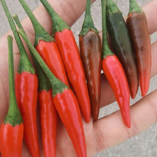 砚山县椒中玉，椒中玉，椒中玉