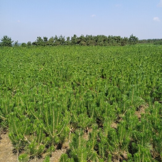 莒南县油松苗