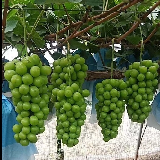 西安阳光玫瑰