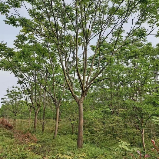 咸宁18栾树15栾树20栾树黄山栾