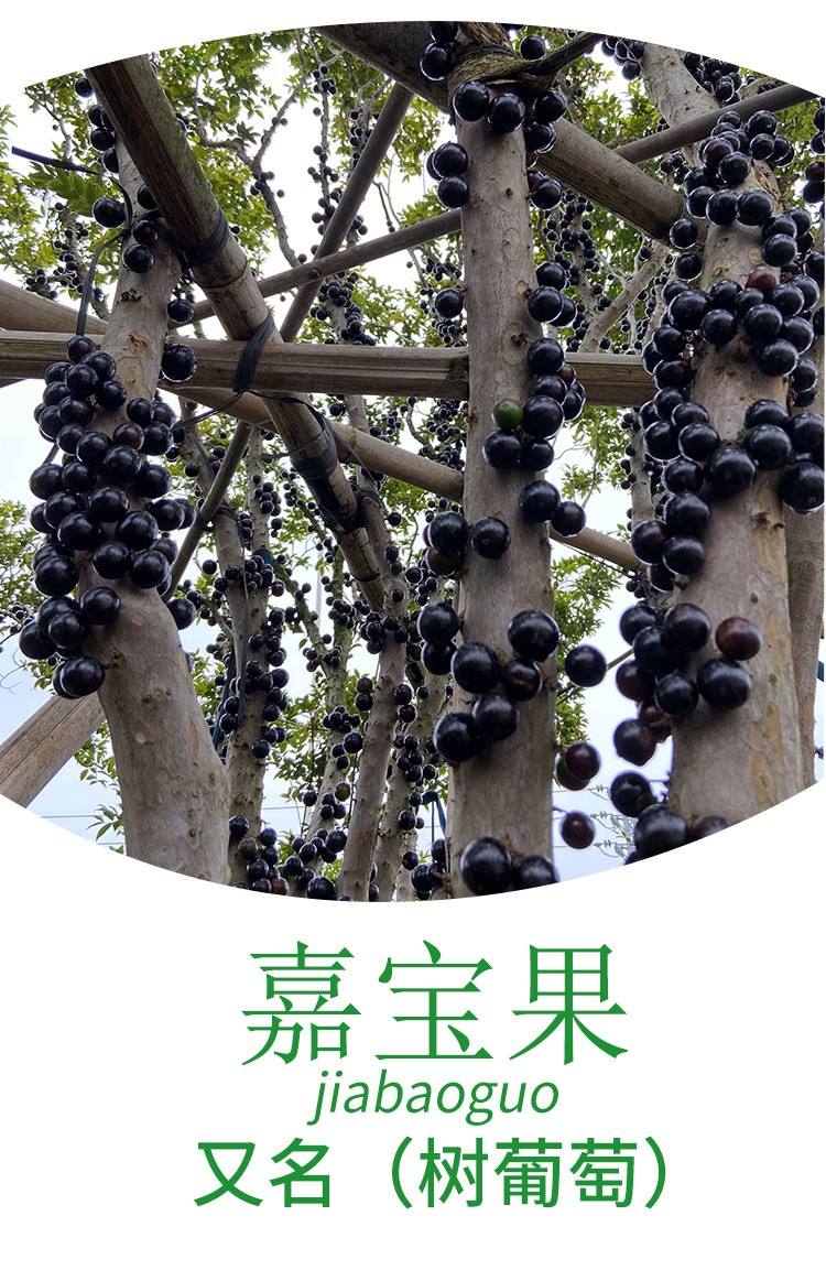 劉文木苗種植基地