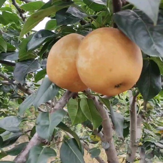 灌阳县精品套袋黄色翠冠梨