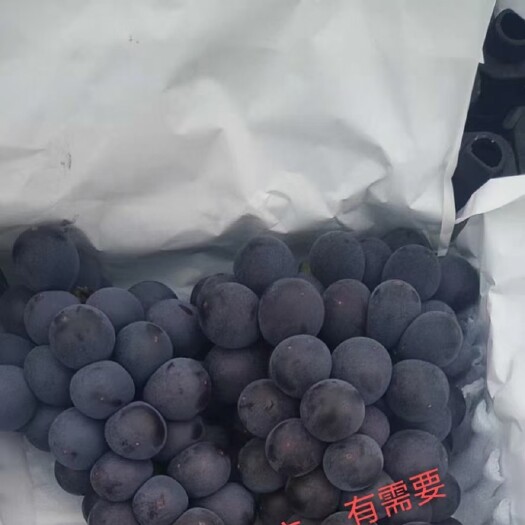 保定京亚葡萄十天后大量供应中
