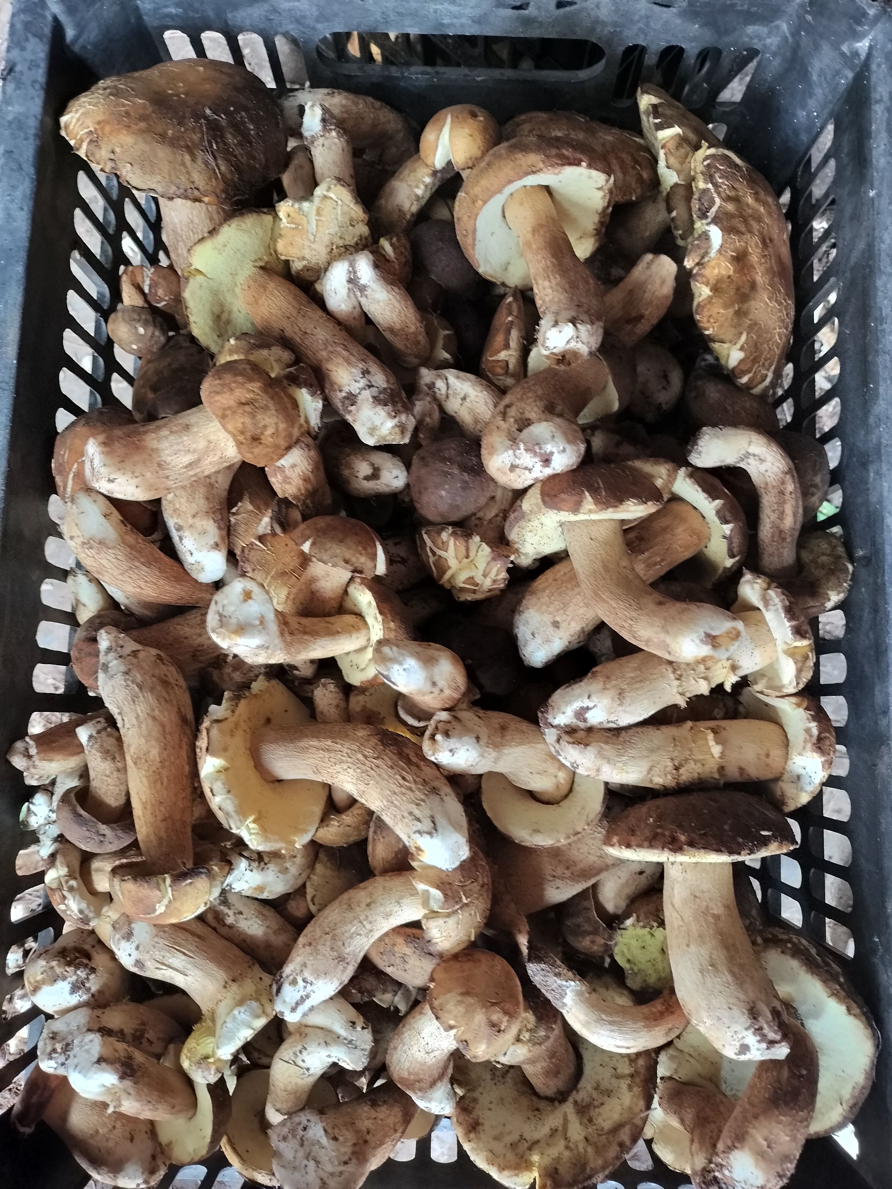 新鲜美味牛肝菌