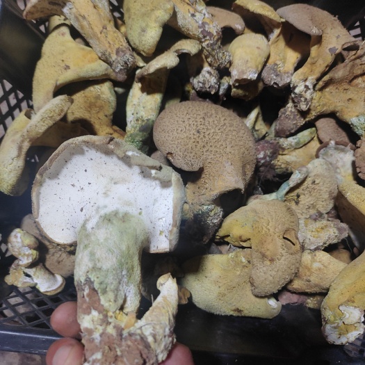 楚雄市黃虎掌菌，楚雄州野生黃虎掌菌，無泡水，無摻假，無壞菌。