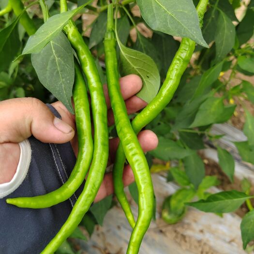 太康县自家种植的线椒 现摘