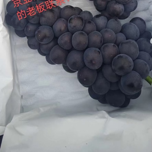 保定京亚葡萄十天后大量供应中
