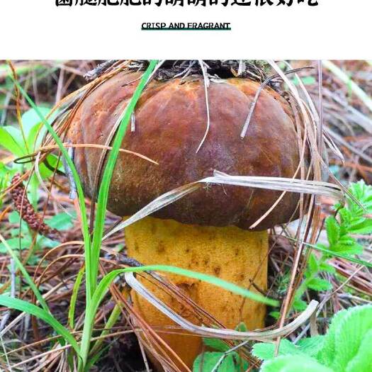 禄劝县云南乡镇黄濑头包邮