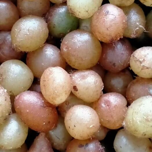 广南县深山新鲜石黄皮，质量好，囗感好