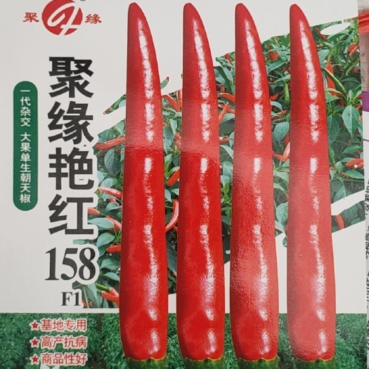 砀山县艳红辣椒种子
