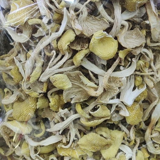丽江鸡油菌