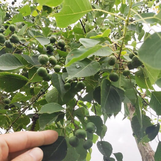 鄱阳县乌桕树木子树桕子树大小树苗可定制