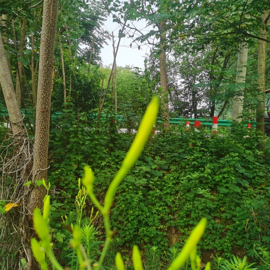 利辛县产区大量出售黄花菜鲜菜，现摘现发