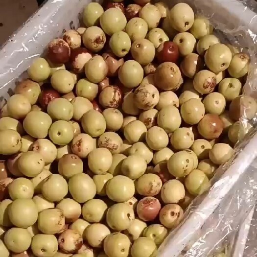 滨州婆枣，枣脆王，早熟冬枣，鲜枣