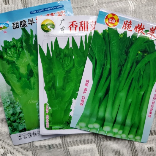 成都苔菜种子香甜甜菜心种子广东菜芯菜苔籽蔬菜种子春秋早油菜苔种籽