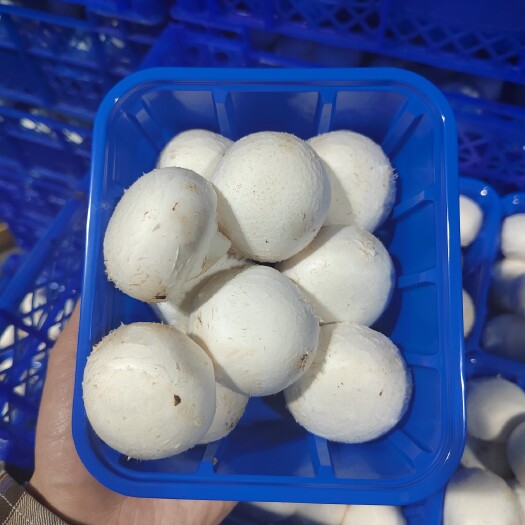 洛阳奥吉特双孢菇白菇/小包装！欢迎批发商/采购，咨询合作