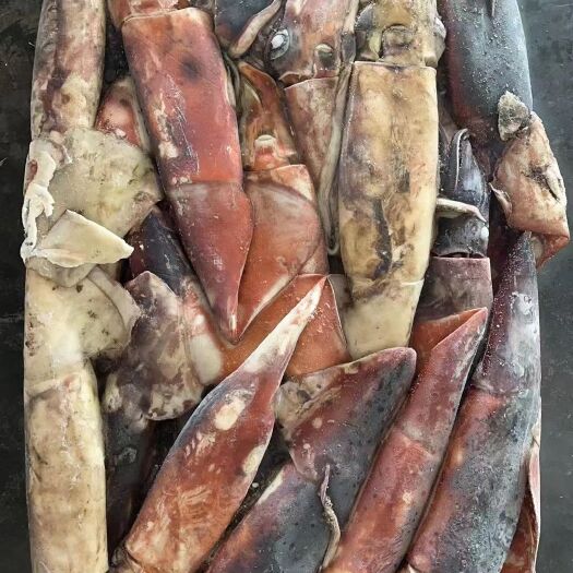 鱿鱼秘鲁鱿鱼印度洋鱿鱼