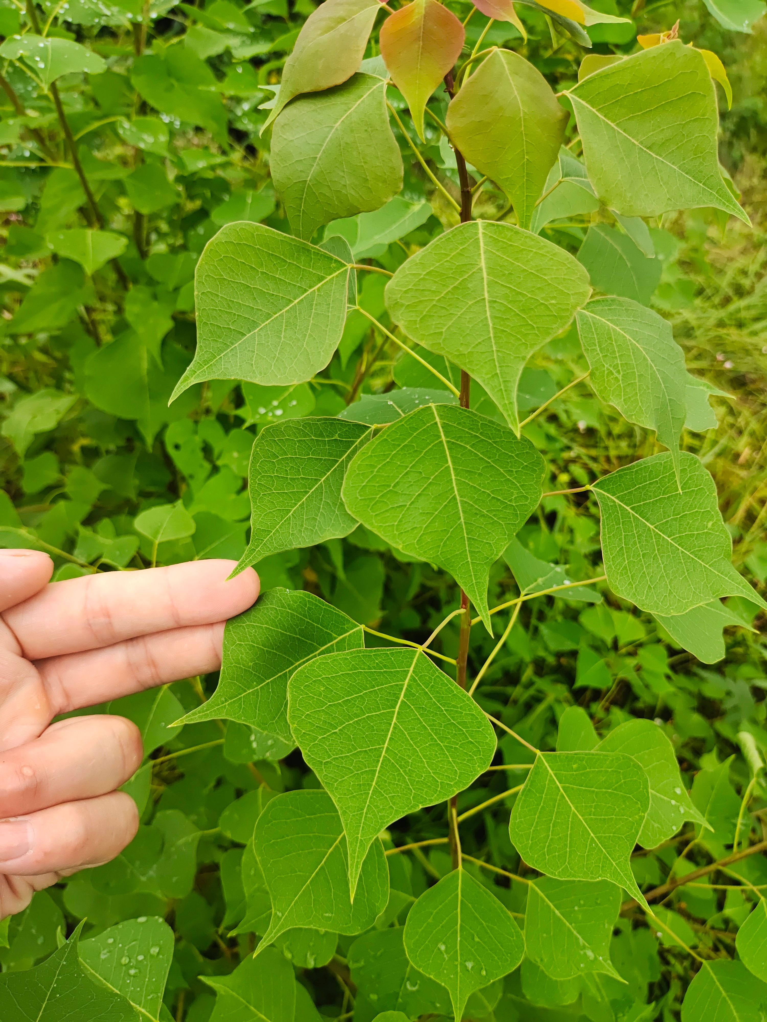 乌桕树木子树桕子树大小树苗可定制