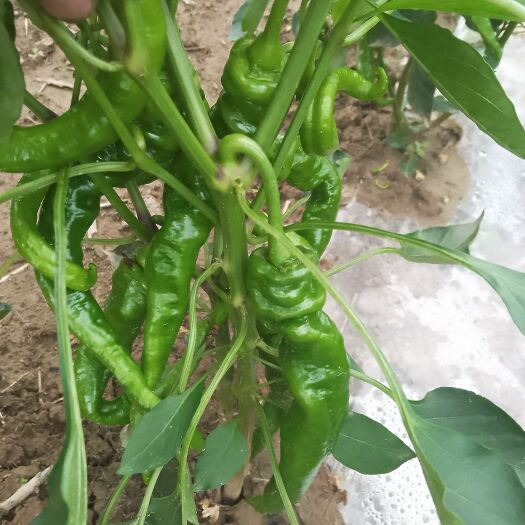 秦安县甘肃天水秦安，在家种植辣椒，量大，需要的老板们联系