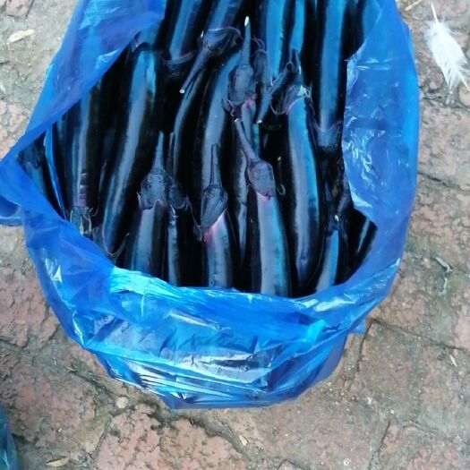 磐石市又黑又亮的长茄