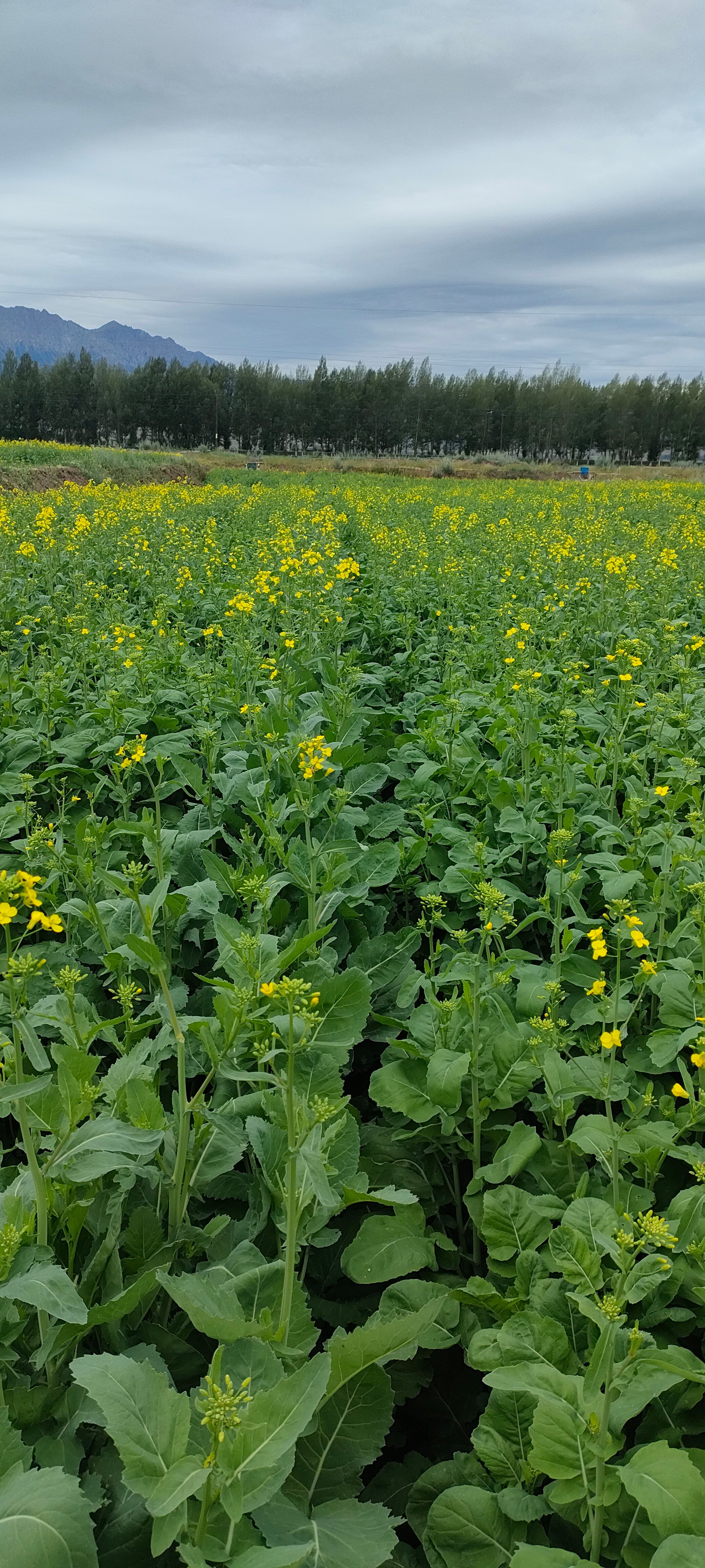 烁沣油18号 产地直供 油菜籽种子 抗病性强 早熟